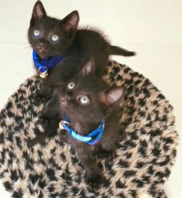 Gato ra a Srd idade Abaixo de 2 meses nome Veludo e Camurça 