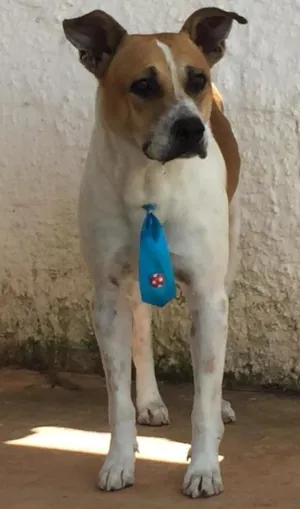Cachorro raça SRD  idade 2 anos nome Léo
