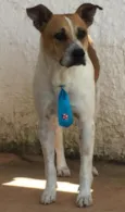 Léo
