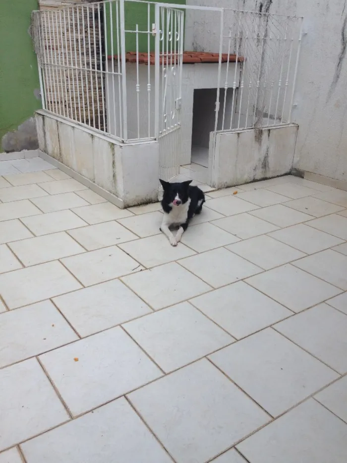 Cachorro raça Boder colie idade 1 ano nome Nala