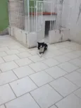 Nala