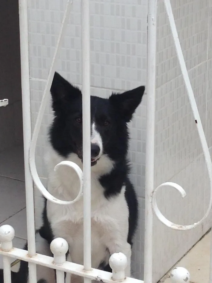 Cachorro raça Boder colie idade 1 ano nome Nala