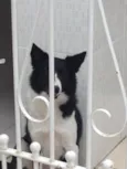 Nala