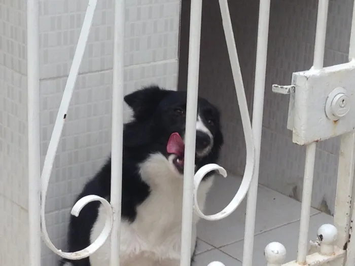Cachorro raça Boder colie idade 1 ano nome Nala
