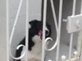 Nala