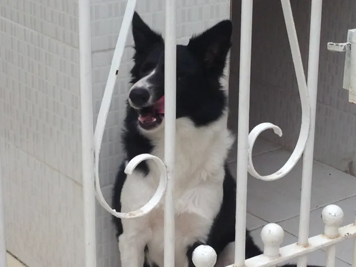 Cachorro raça Boder colie idade 1 ano nome Nala