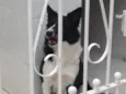 Nala