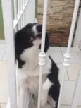 Nala