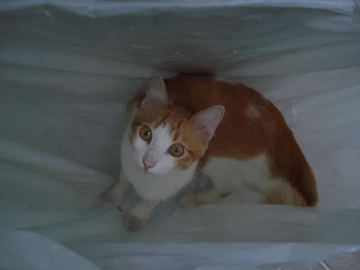 Gato ra a SRD idade 1 ano nome Abel
