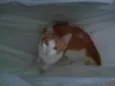 Abel