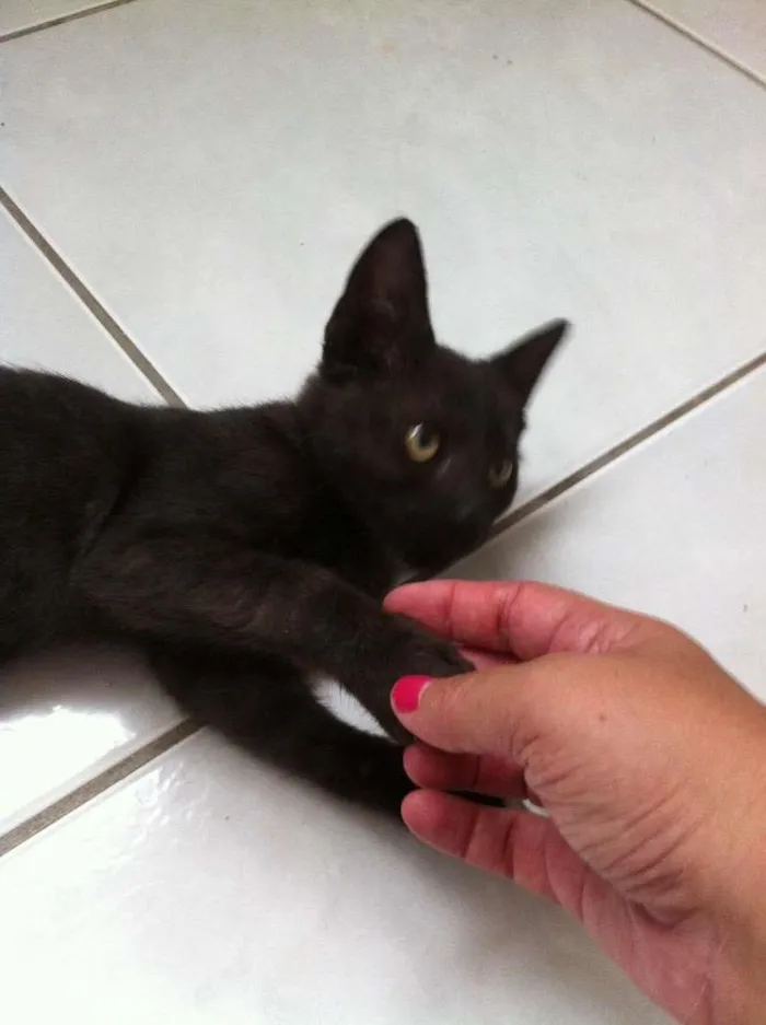 Gato ra a sr idade 2 a 6 meses nome Murphy