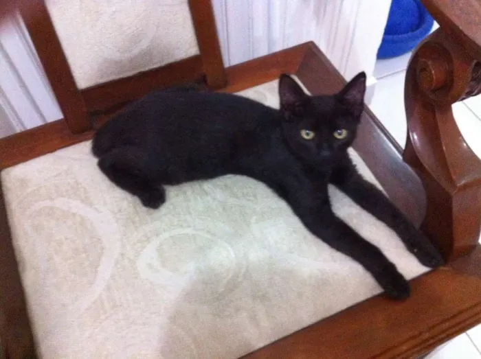 Gato ra a sr idade 2 a 6 meses nome Murphy