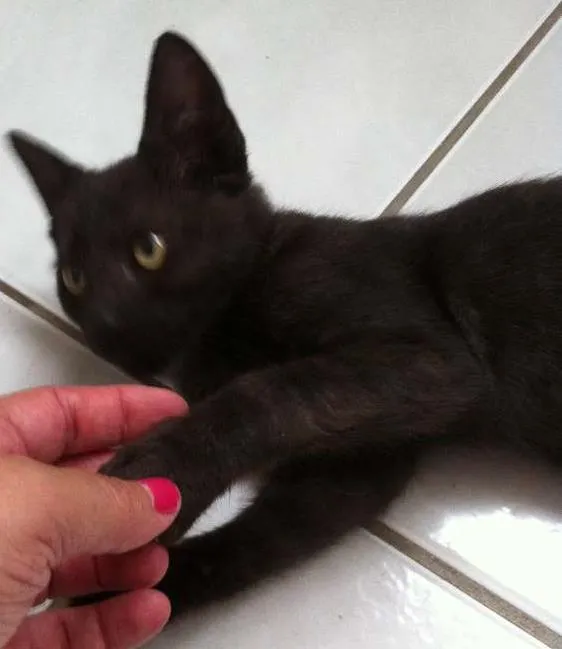 Gato ra a sr idade 2 a 6 meses nome Murphy