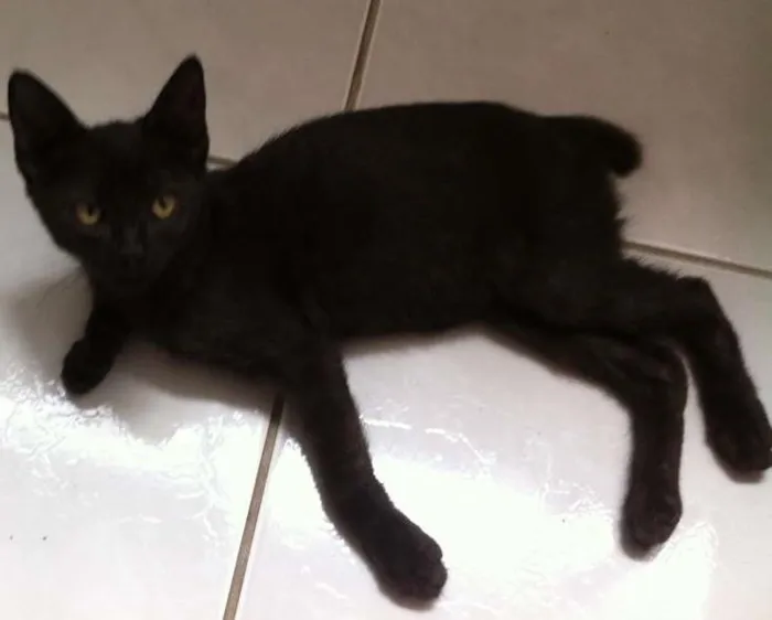Gato ra a sr idade 2 a 6 meses nome Murphy