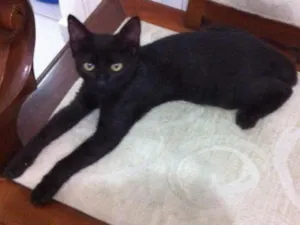 Gato raça sr idade 2 a 6 meses nome Murphy