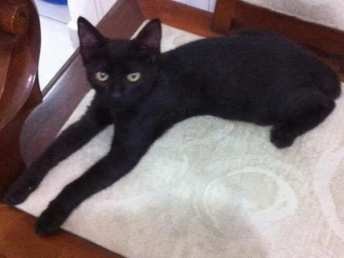 Gato ra a sr idade 2 a 6 meses nome Murphy