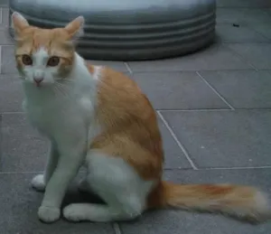 Gato raça SRD idade 1 ano nome Abel