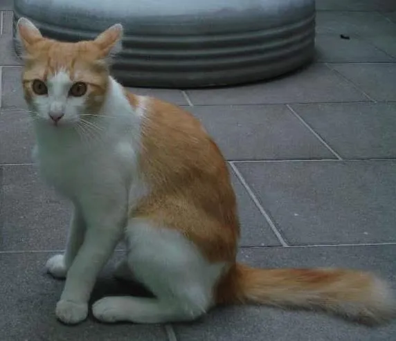 Gato ra a SRD idade 1 ano nome Abel