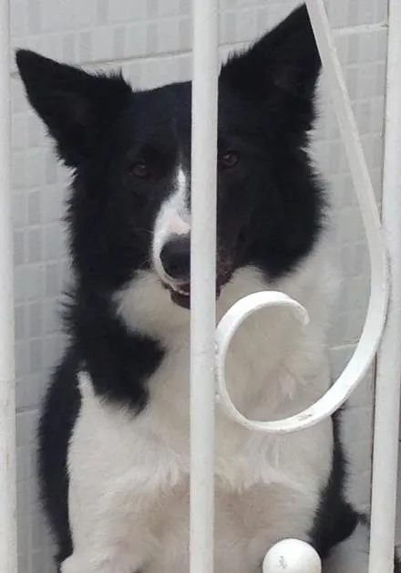 Cachorro raça Boder colie idade 1 ano nome Nala