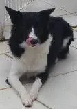 Cachorro raça Boder colie idade 1 ano nome Nala