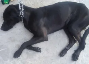 Cachorro raça vira-lata idade 7 a 11 meses nome Coltan