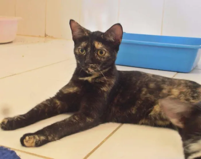 Gato ra a srd idade 2 a 6 meses nome Mocha