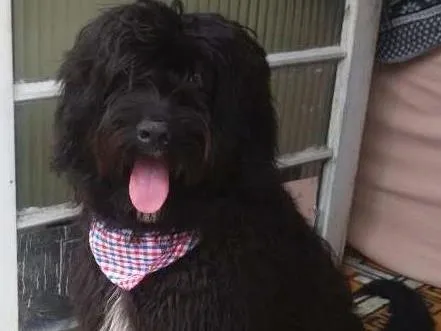 Cachorro ra a  idade 7 a 11 meses nome Tufão 