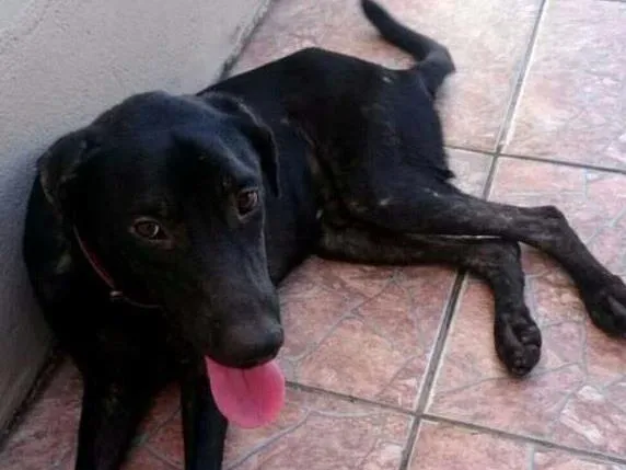 Cachorro ra a SRD idade 1 ano nome Vários 