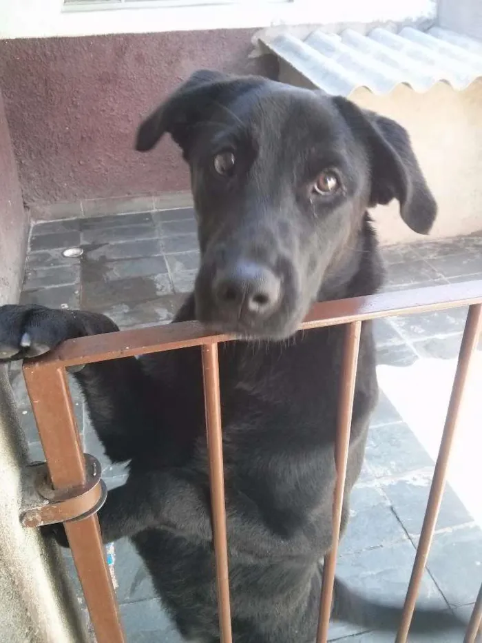 Cachorro ra a Labrador idade 3 anos nome Thor