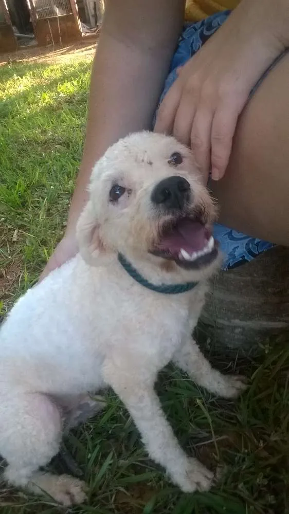 Cachorro ra a Poodle idade 2 anos nome Branquinho