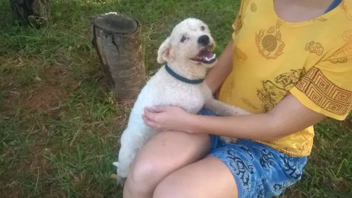 Cachorro ra a Poodle idade 2 anos nome Branquinho