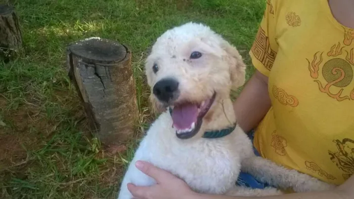 Cachorro ra a Poodle idade 2 anos nome Branquinho