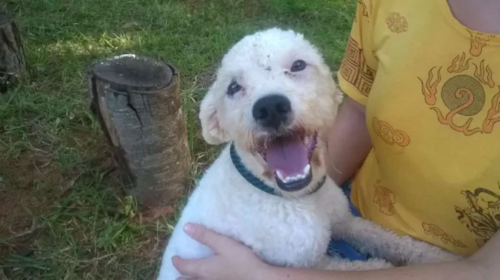 Cachorro ra a Poodle idade 2 anos nome Branquinho
