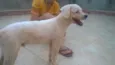 Branquinho