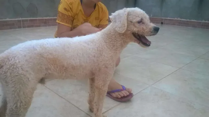 Cachorro ra a Poodle idade 2 anos nome Branquinho