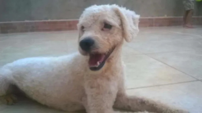 Cachorro ra a Poodle idade 2 anos nome Branquinho