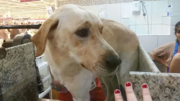 Cachorro ra a Labrador idade 1 ano nome Thor