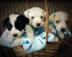 Cachorro raça SRD idade Abaixo de 2 meses nome Trio Fofurinha