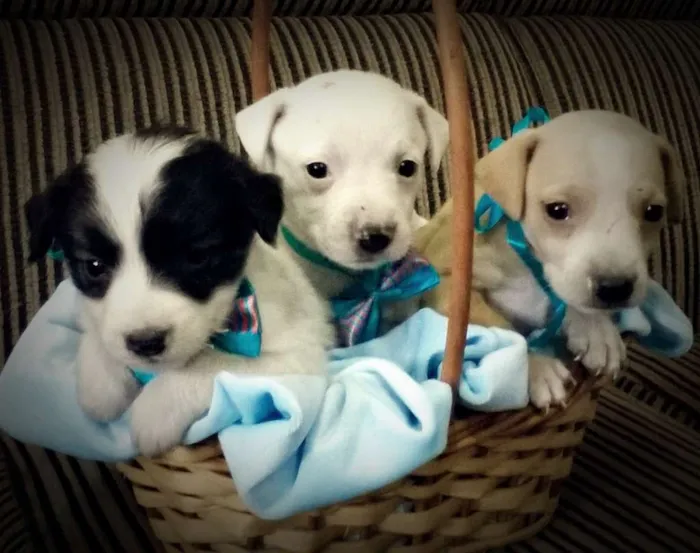 Cachorro ra a SRD idade Abaixo de 2 meses nome Trio Fofurinha