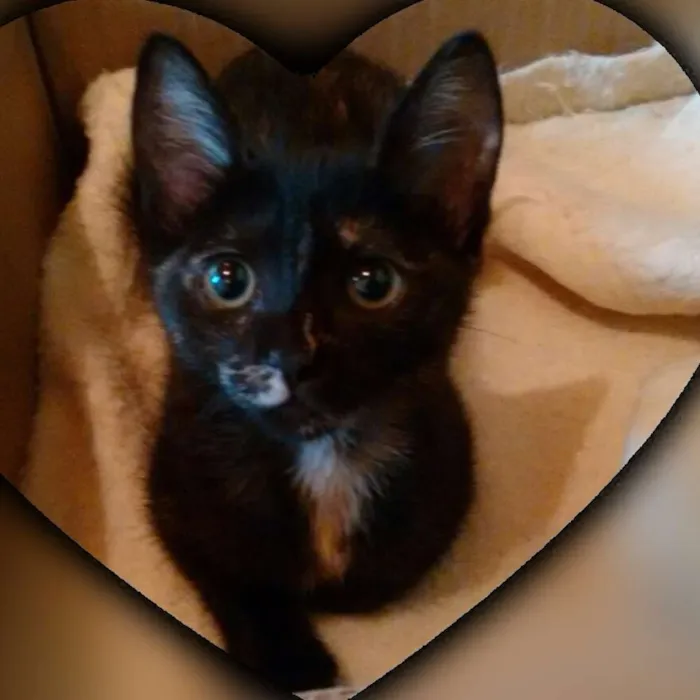 Gato ra a SRD idade 2 a 6 meses nome Adote Miska ou Mimi