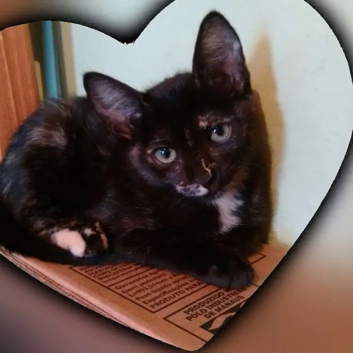 Gato ra a SRD idade 2 a 6 meses nome Adote Miska ou Mimi