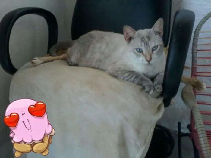 Gato ra a Sem raça  idade 1 ano nome Baby
