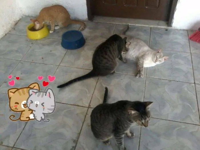 Gato ra a Sem raça  idade 1 ano nome Baby