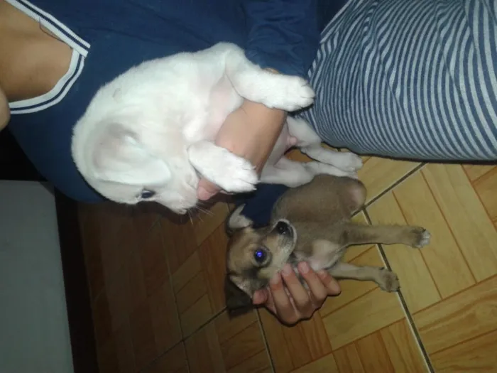 Cachorro ra a desconhecida idade 2 a 6 meses nome neymar e branquinho
