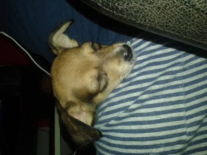 Cachorro ra a desconhecida idade 2 a 6 meses nome neymar e branquinho