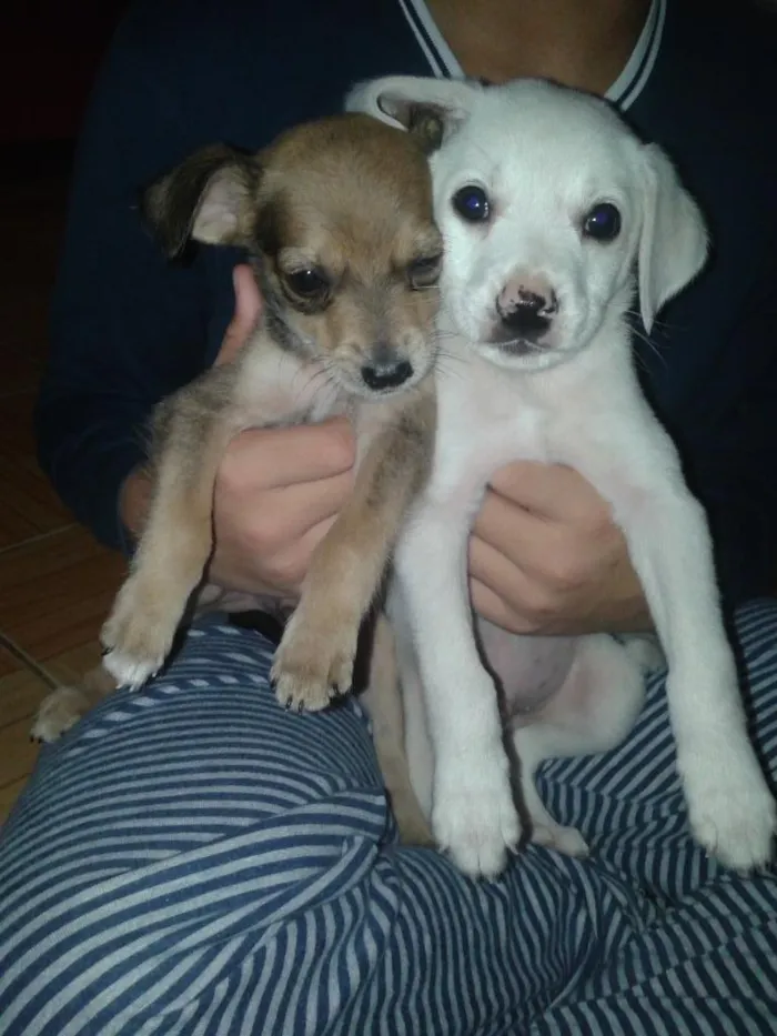 Cachorro ra a desconhecida idade 2 a 6 meses nome neymar e branquinho