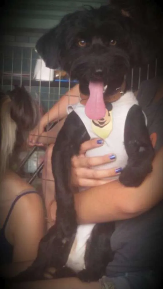 Cachorro ra a SRD idade 1 ano nome Theo