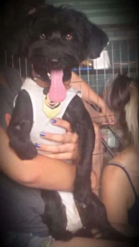 Cachorro ra a SRD idade 1 ano nome Theo