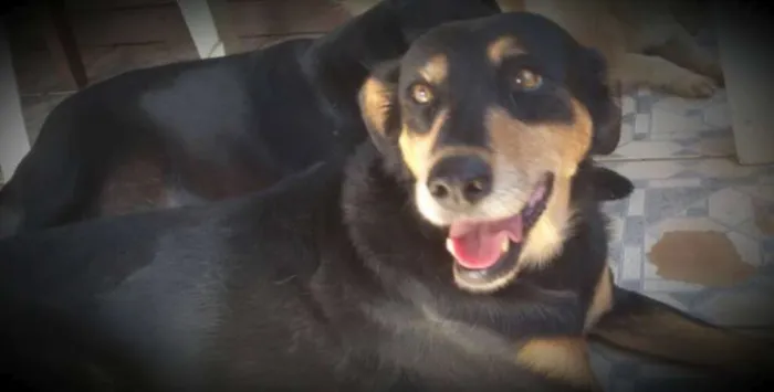 Cachorro ra a SRD idade 2 anos nome Cindy