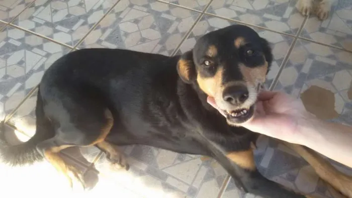 Cachorro ra a SRD idade 2 anos nome Cindy